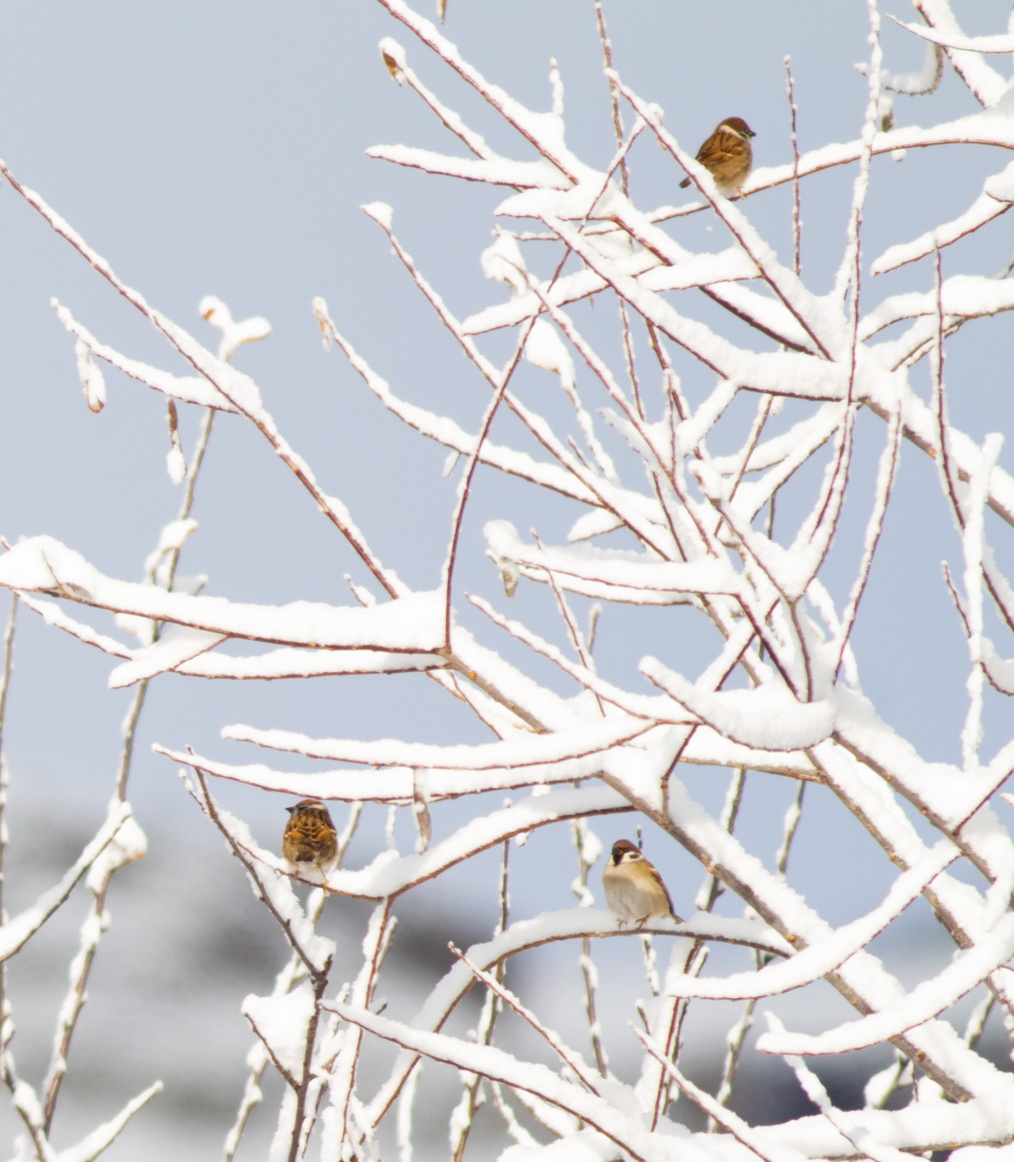 Eurasian Tree Sparrow